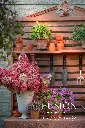 Fusion_Mineral_Paint_Iron_Clay_Potting_Bench_WR_240914_0381.webp